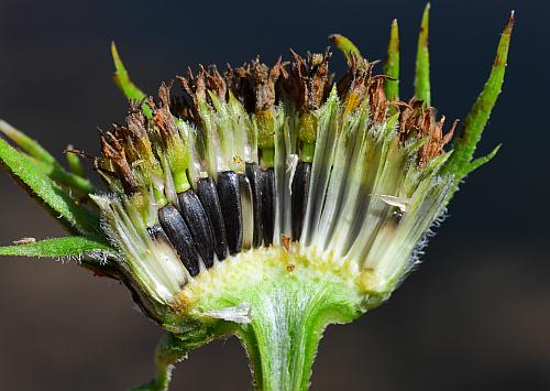 Helianthus_grosseserratus_fruits.jpg