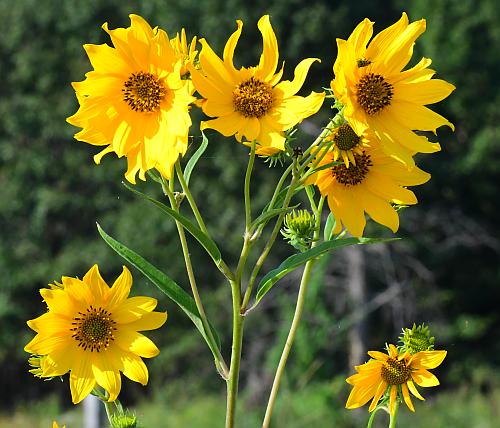 Helianthus_grosseserratus_heads.jpg