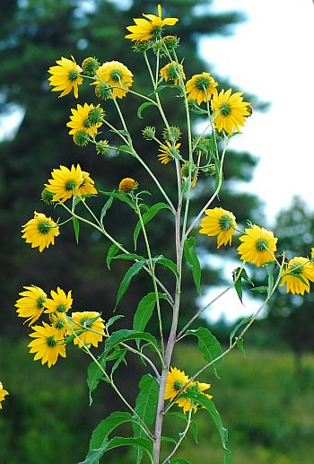 Helianthus_grosseserratus_inflorescence.jpg