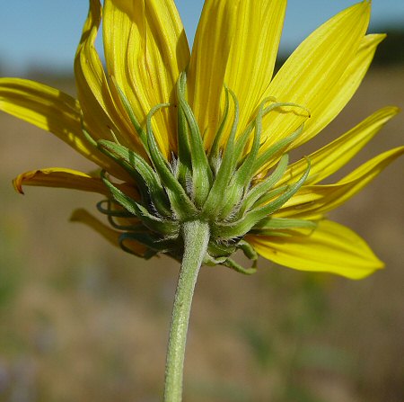 Helianthus_grosseserratus_involucre2.jpg