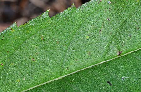 Helianthus_grosseserratus_leaf1a.jpg