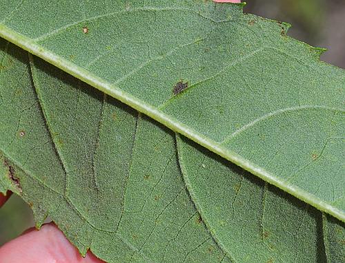 Helianthus_grosseserratus_leaf2a.jpg