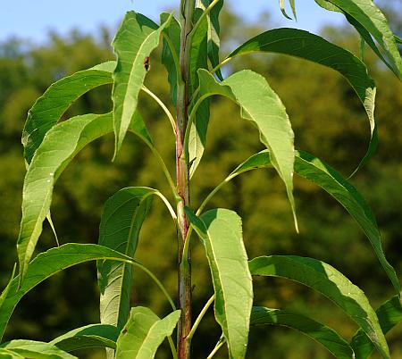 Helianthus_grosseserratus_leaves1.jpg