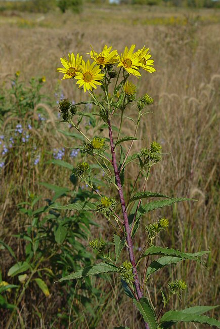 Helianthus_grosseserratus_plant.jpg