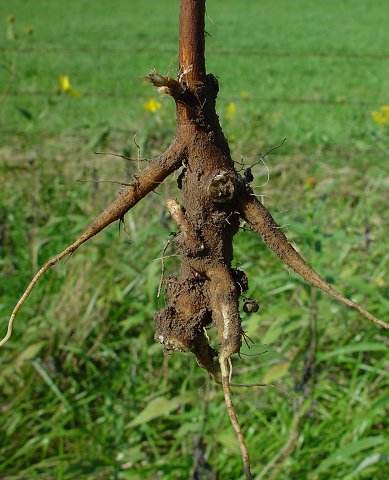 Helianthus_grosseserratus_root.jpg