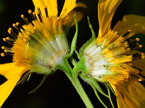 Helianthus_grosseserratus_section.jpg