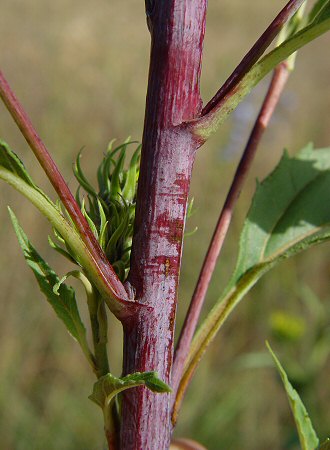 Helianthus_grosseserratus_stem.jpg