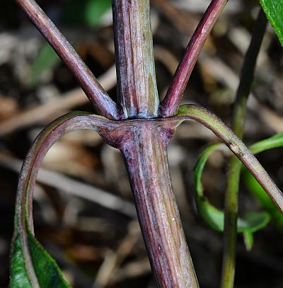 Helianthus_grosseserratus_stem2.jpg