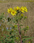 Helianthus grosseserratus thumbnail