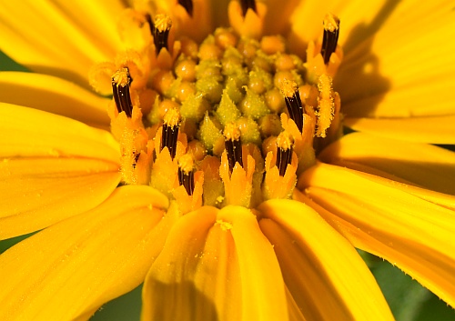 Helianthus_hirsutus_florets.jpg