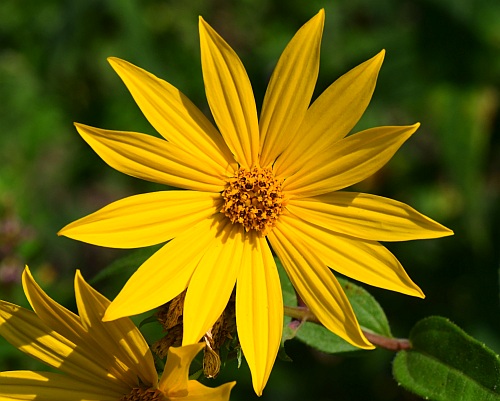 Helianthus_hirsutus_flowers1.jpg