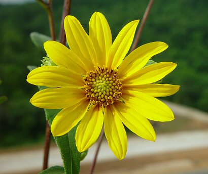 Helianthus_hirsutus_flowers2.jpg