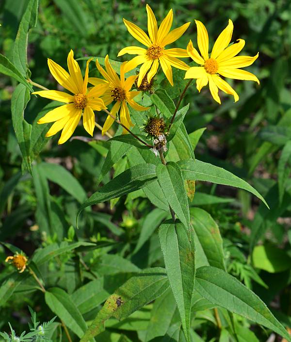 Helianthus_hirsutus_plant.jpg