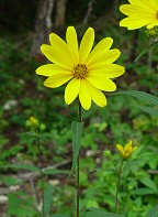 Helianthus hirsutus thumbnail