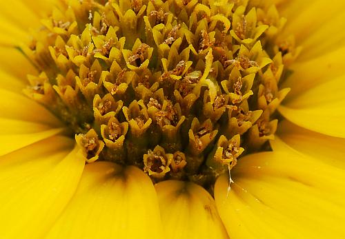 Helianthus_maximiliani_florets.jpg