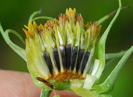 Helianthus_maximiliani_fruits.jpg