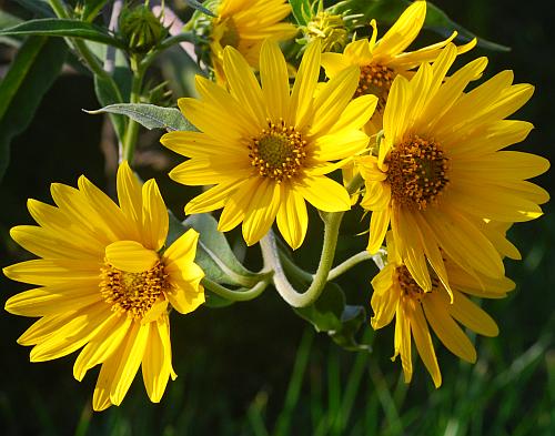 Helianthus_maximiliani_heads.jpg