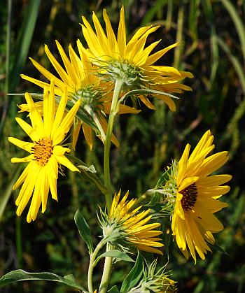 Helianthus_maximiliani_inflorescence.jpg