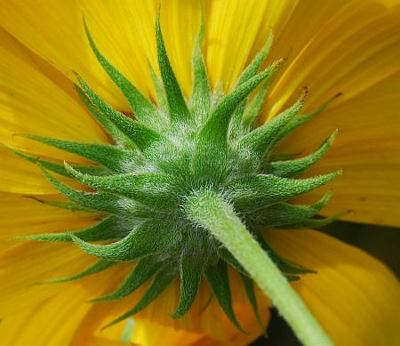 Helianthus_maximiliani_involucre.jpg