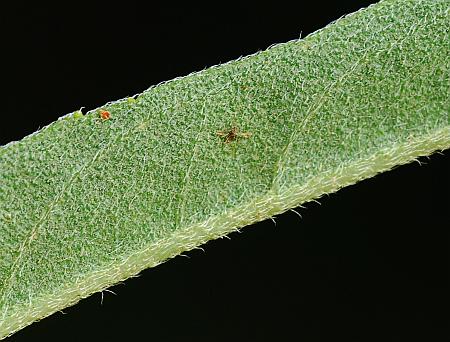 Helianthus_maximiliani_leaf2.jpg