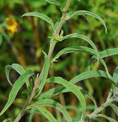 Helianthus_maximiliani_leaves.jpg