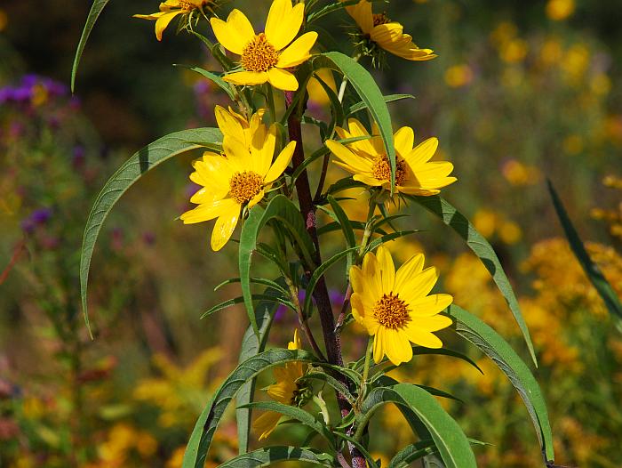 Helianthus_maximiliani_plant.jpg