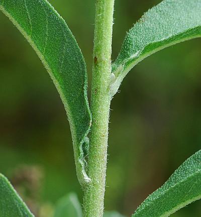 Helianthus_maximiliani_stem.jpg