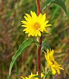 Helianthus maximiliani thumbnail