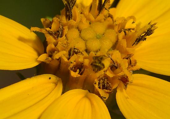 Helianthus_microcephalus_florets.jpg