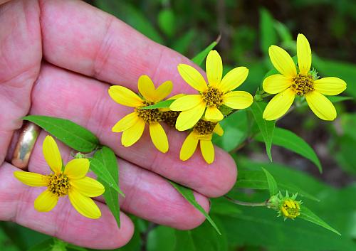 Helianthus_microcephalus_heads1.jpg