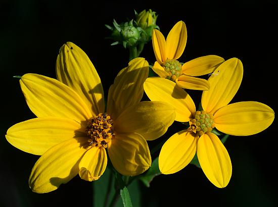 Helianthus_microcephalus_heads2.jpg