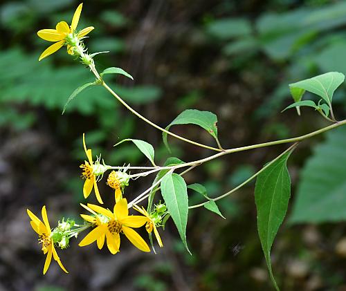 Helianthus_microcephalus_inflorescence.jpg