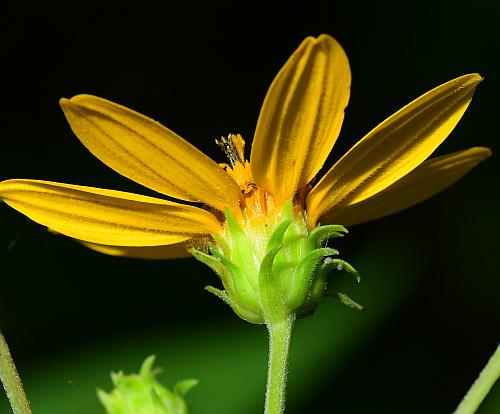 Helianthus_microcephalus_involucre.jpg