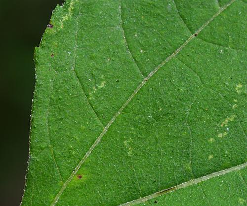 Helianthus_microcephalus_leaf1a.jpg