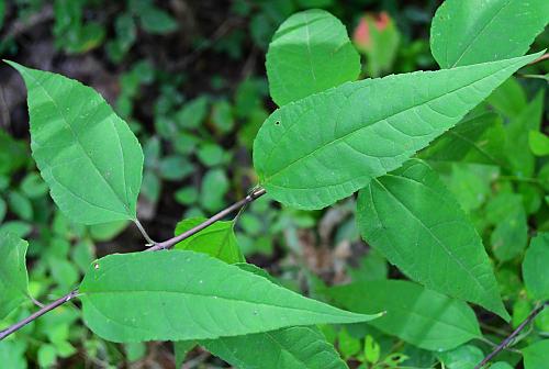 Helianthus_microcephalus_leaves1.jpg