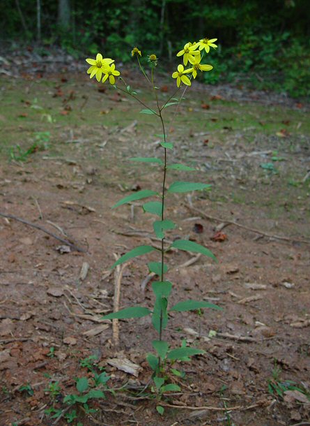 Helianthus_microcephalus_plant.jpg