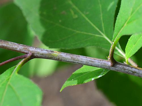 Helianthus_microcephalus_stem.jpg