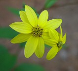 Helianthus microcephalus thumbnail