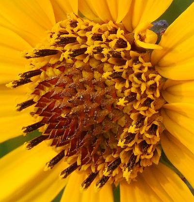 Helianthus_mollis_florets.jpg