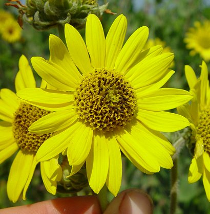 Helianthus_mollis_flower.jpg