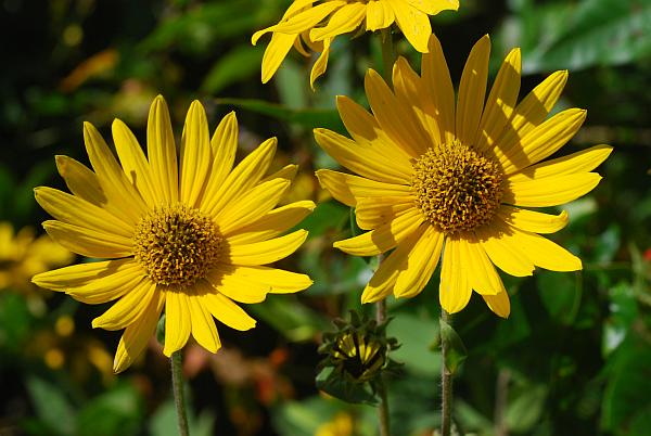 Helianthus_mollis_heads.jpg