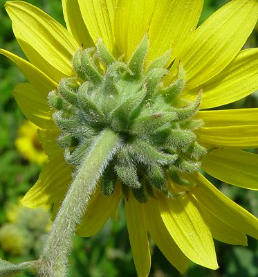 Helianthus_mollis_involucre.jpg