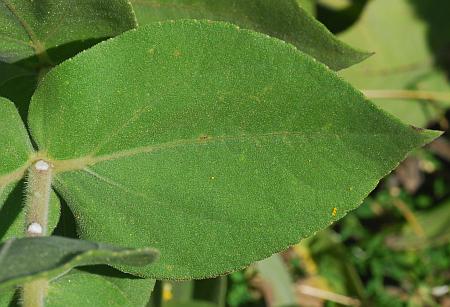 Helianthus_mollis_leaf1.jpg