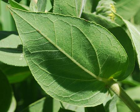 Helianthus_mollis_leaf2.jpg