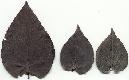 Helianthus_mollis_leaves.jpg