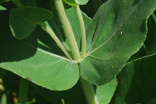 Helianthus_mollis_leaves1.jpg