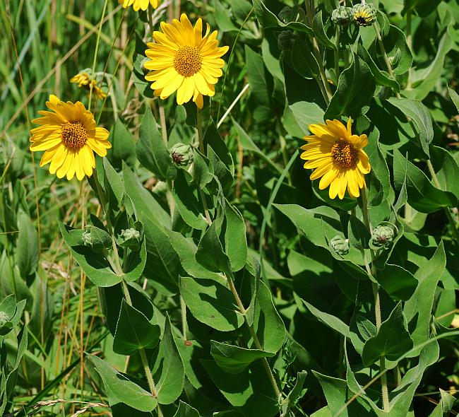 Helianthus_mollis_plant.jpg