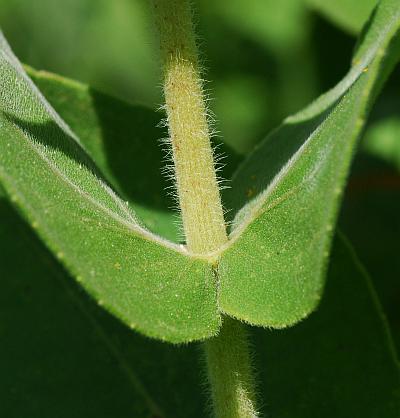 Helianthus_mollis_stem.jpg