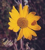 Helianthus mollis thumbnail