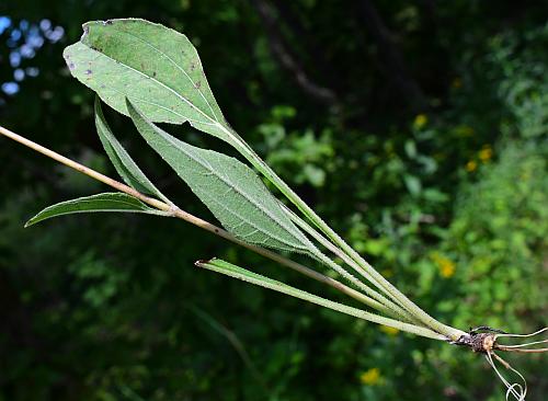 Helianthus_occidentalis_base.jpg